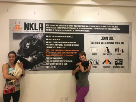 NKLA Best Friends Yoga Class with Adoptable Cats